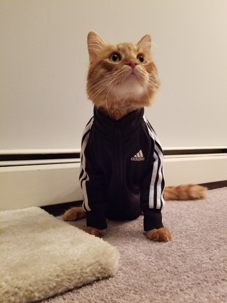 Клички для котов