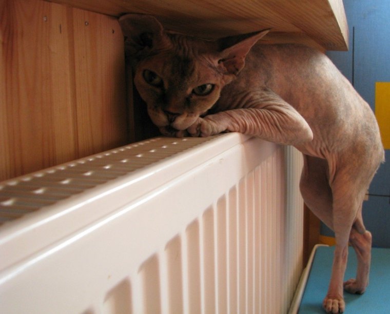 Кот на батарее