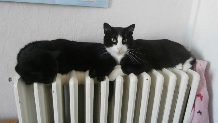 Показалось кот