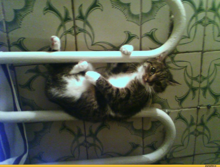 Кот слесарь