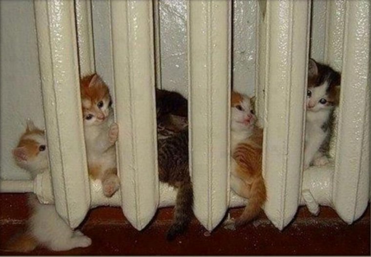 Кот греется на ьаиареи