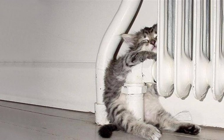 Котик на батарее