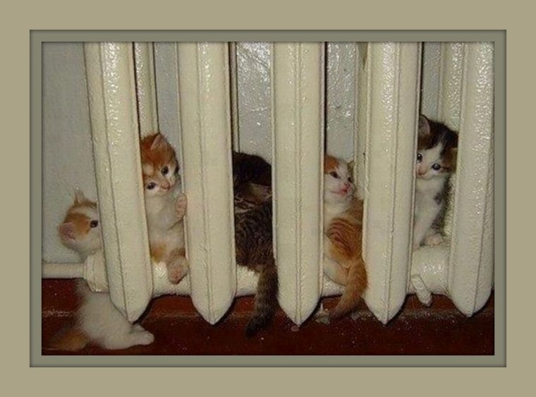 Кот греется на батарее