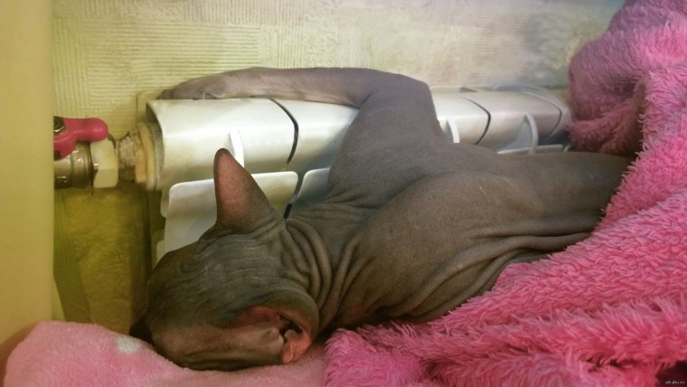 Сфинкс на батарее