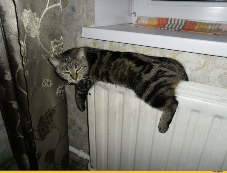 Коты на батарее