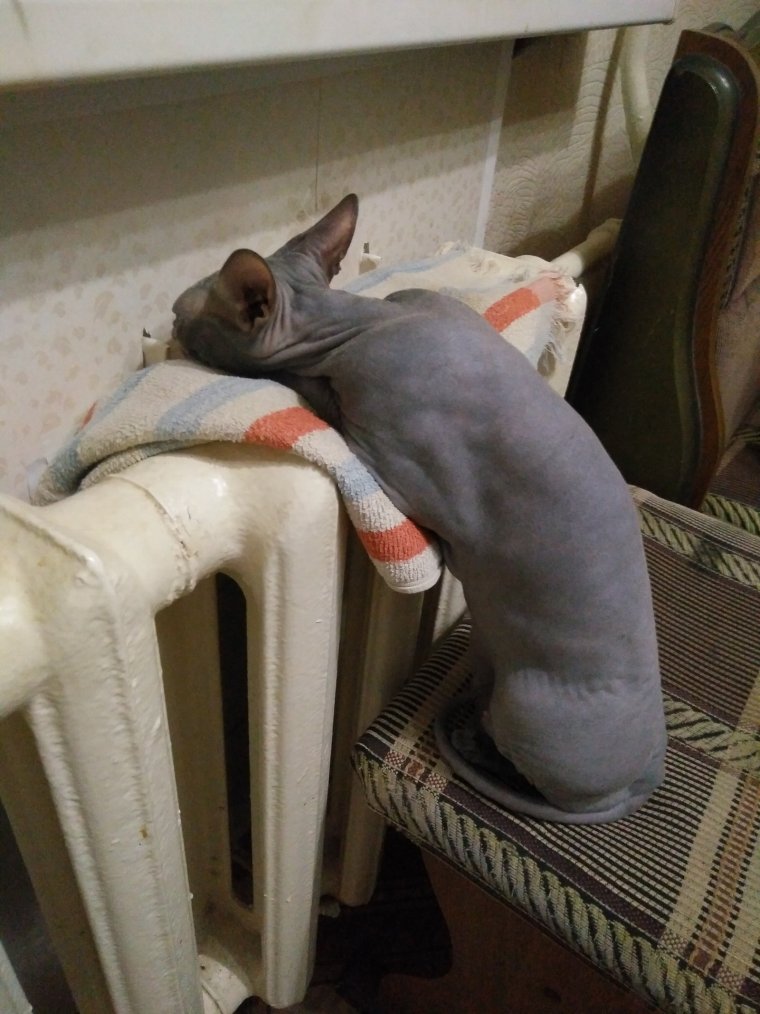 Сфинкс на батарее