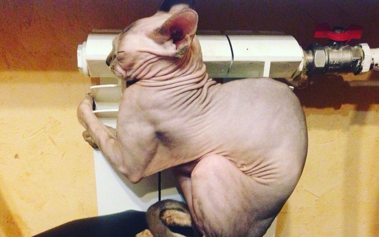 Сфинкс на батарее