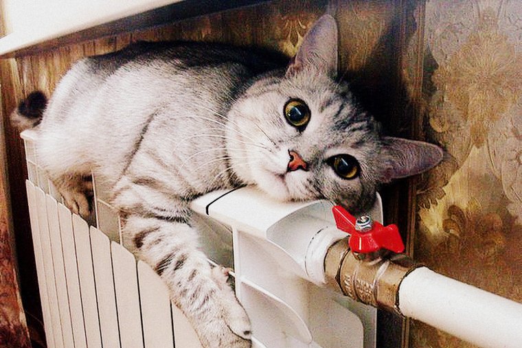 Котик на батарее