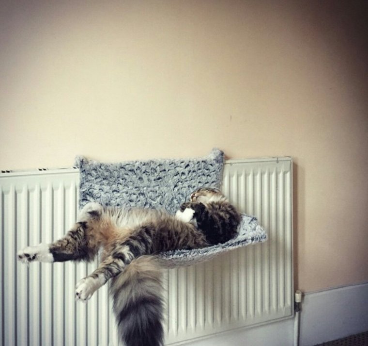 Котик на батарее