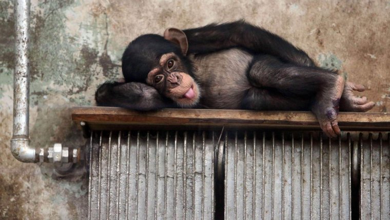 Обезьяна на диване