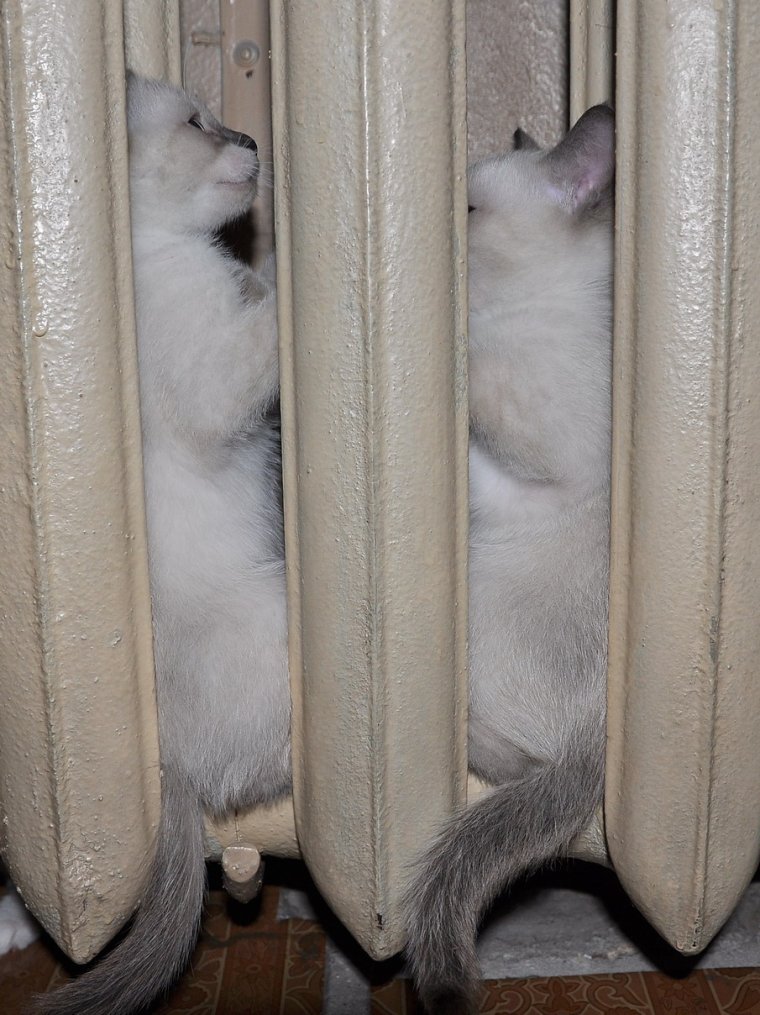 Котик на батарее