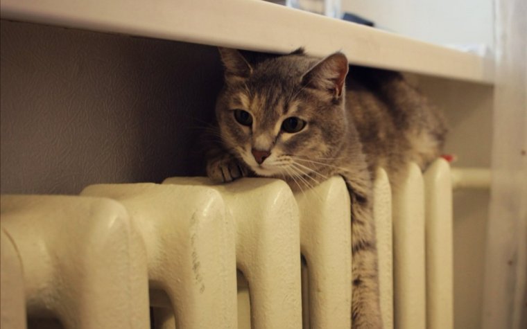 Отопление батарея котик