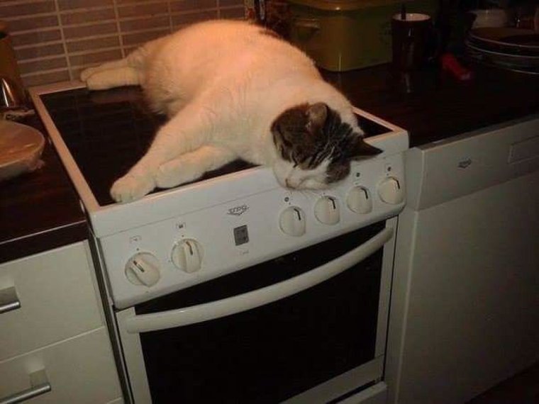 Коты греются