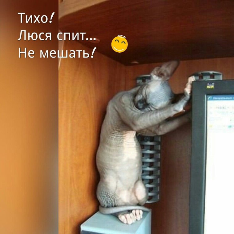 Лысый кот на батарее