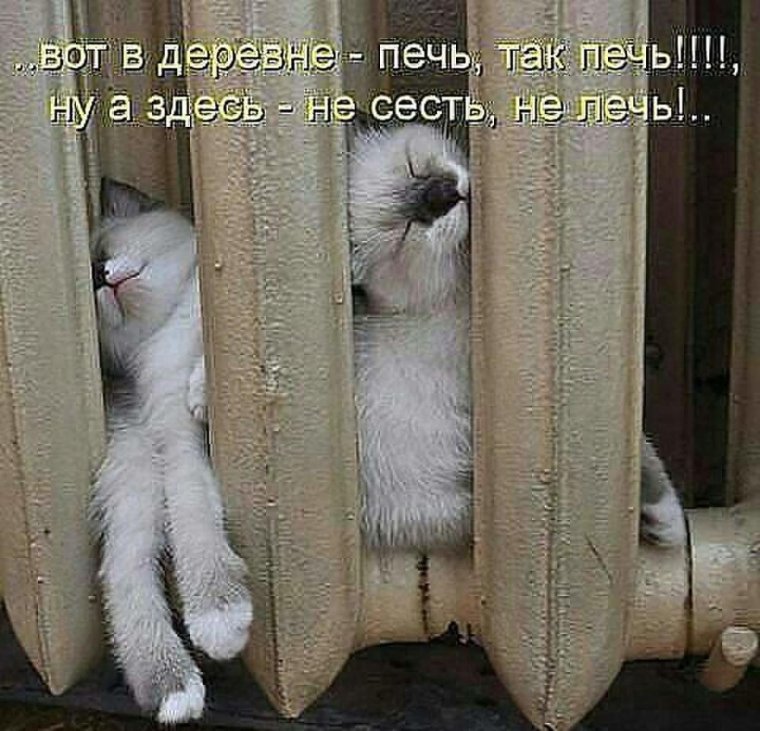 Кот похолодало