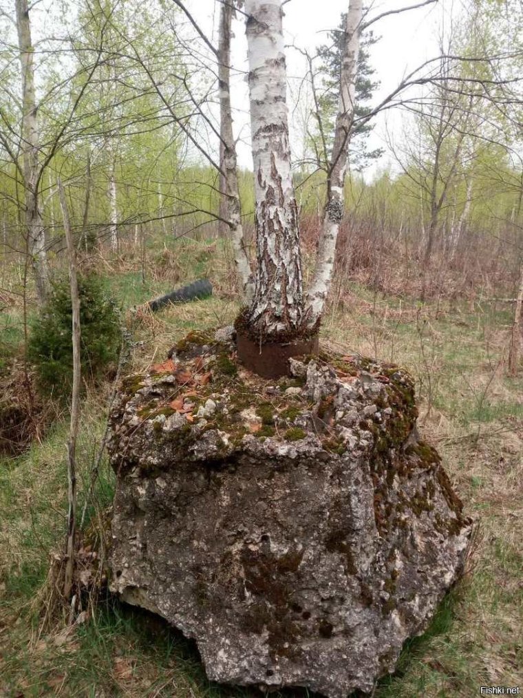 Береза прикол