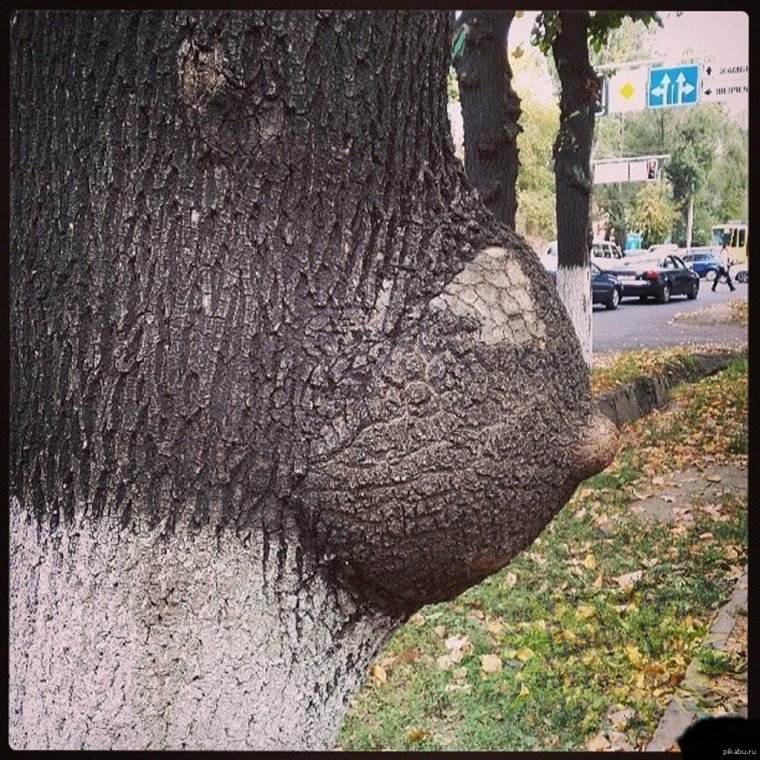 Картинки приколы с грудью