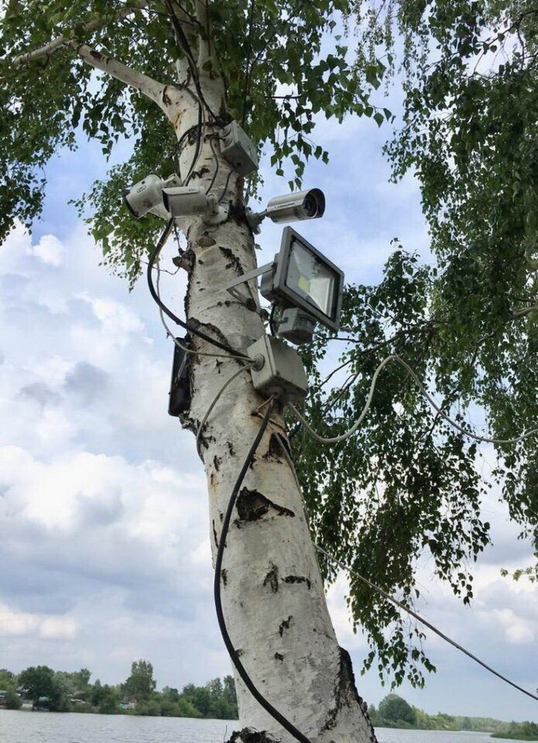 Береза прикол