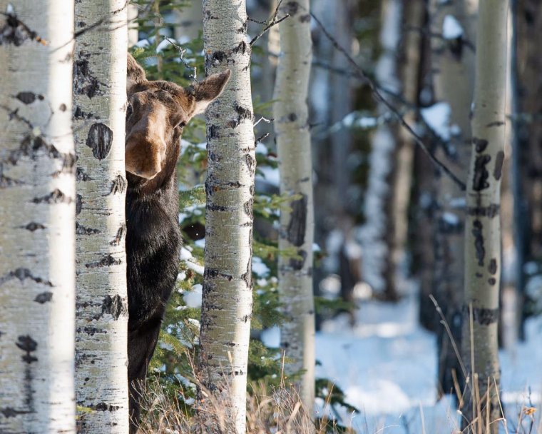 Животные в Березовом лесу