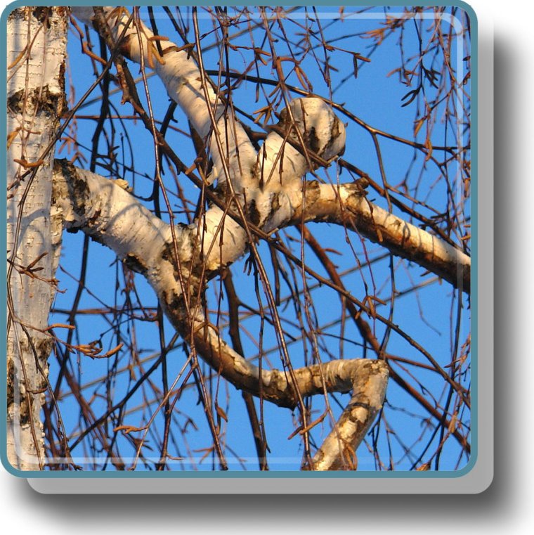 Весенние причуды природы