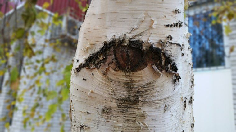 Березы с глазами