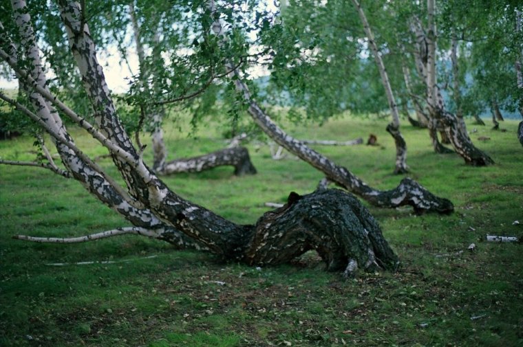 Чертово Логово Волгоградская область