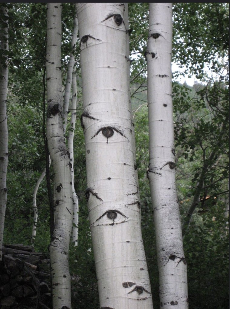 Березы с глазами