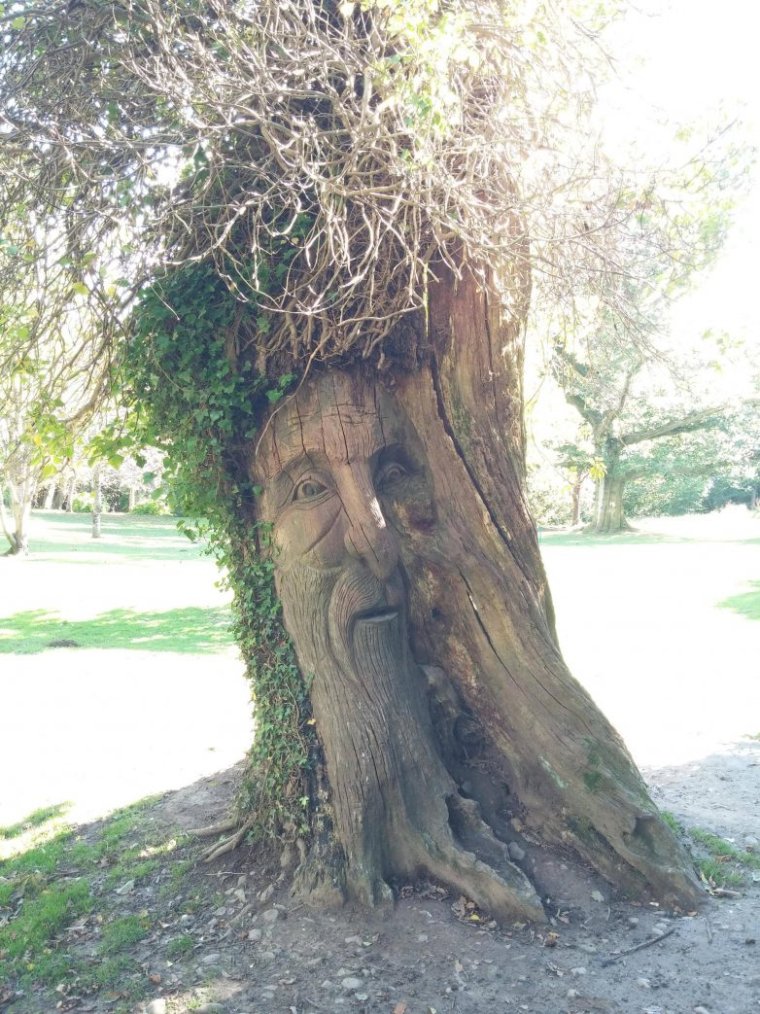 Ржачное дерево