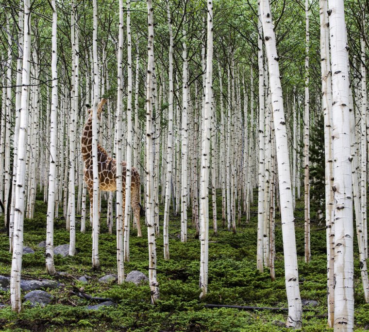 Интеллектуальные демотиваторы