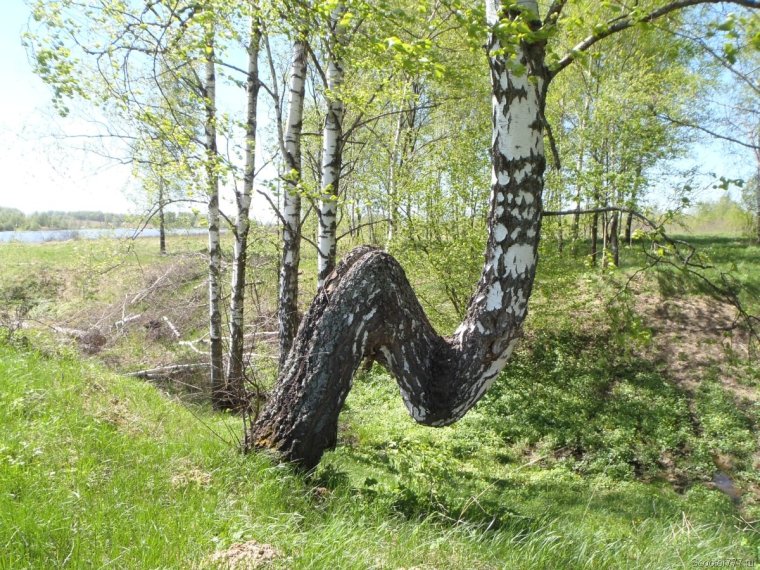 Берёза кривая