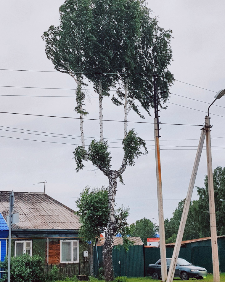 Березка-МУТАНТ В Г.Ялуторовске