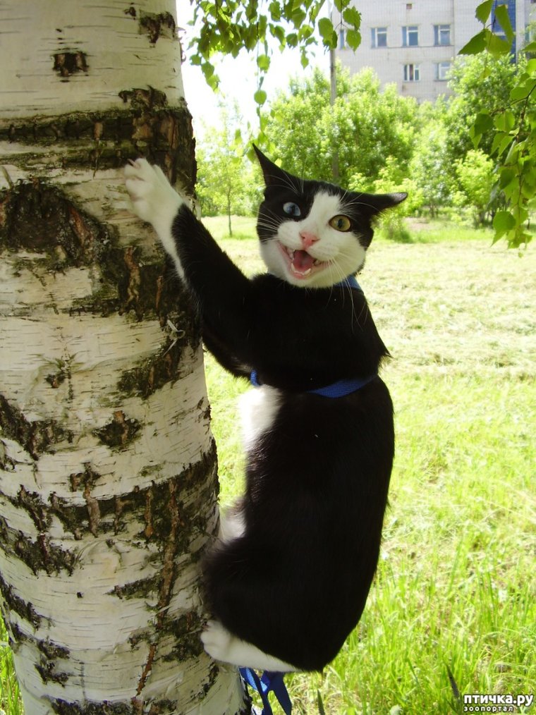 Смешные животные с надписями до слёз