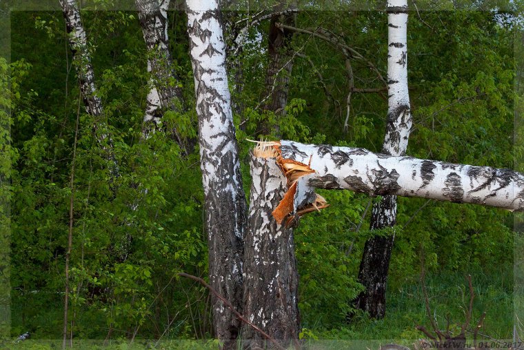 Поломанная береза