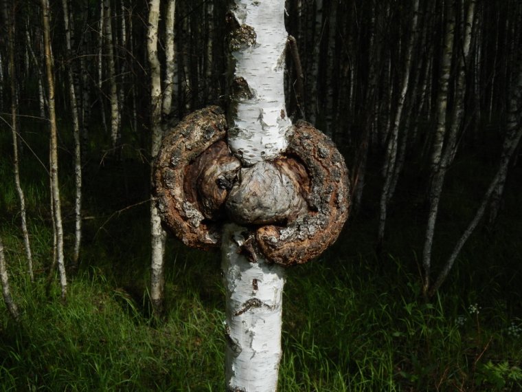 Береза прикол