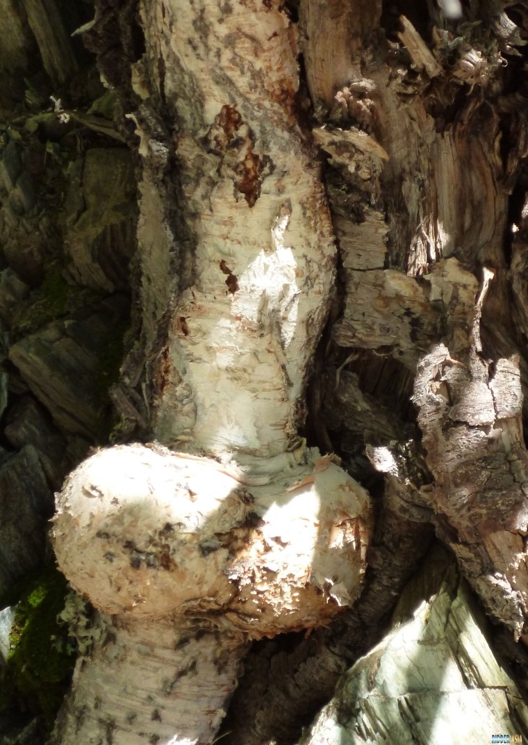 Береза смешные картинки