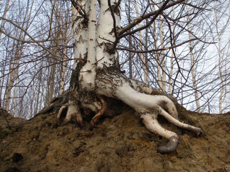 Чудеса природы деревья