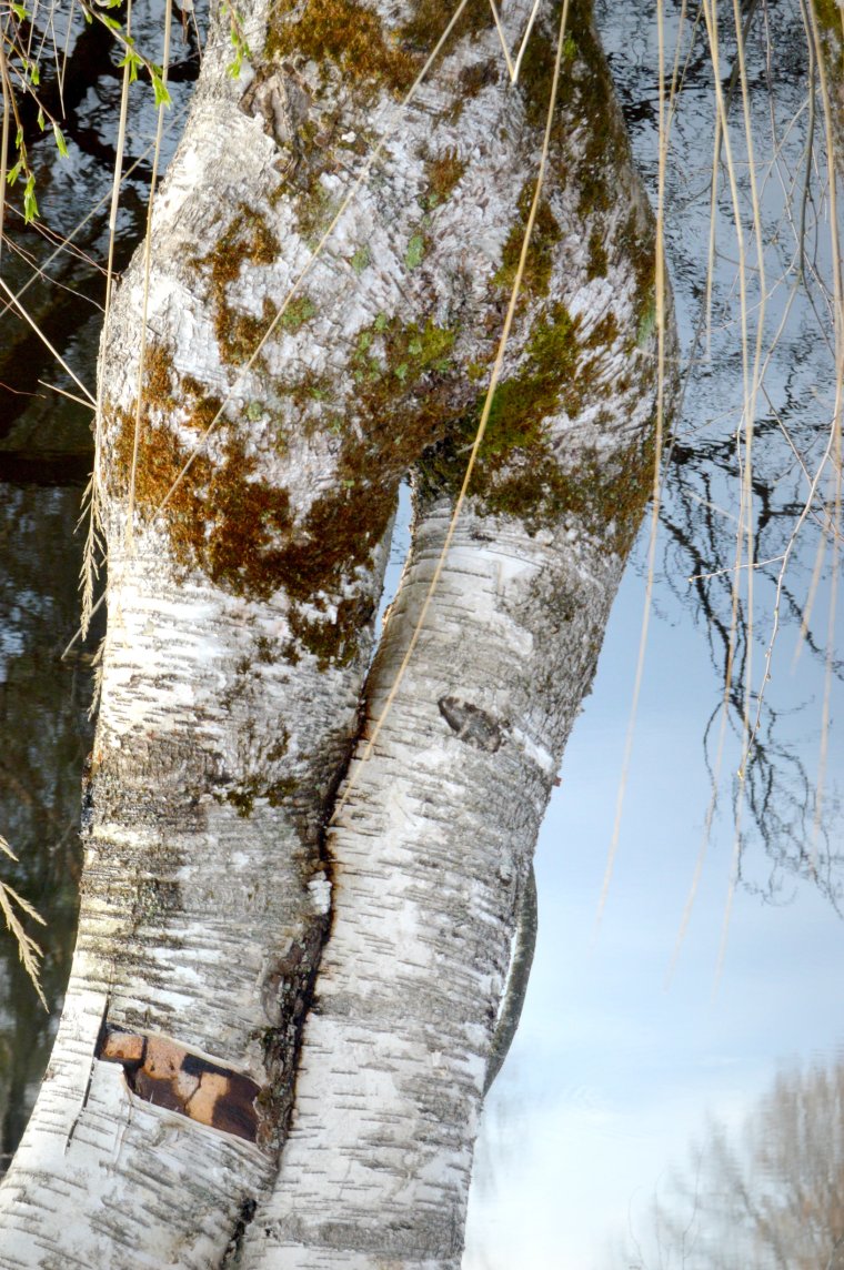 Верёвка на берёзе
