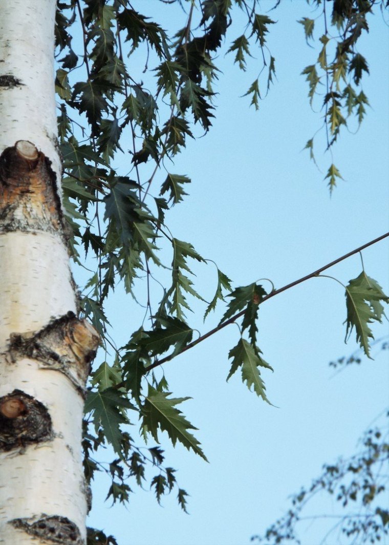 Береза карельская/далекарлийская