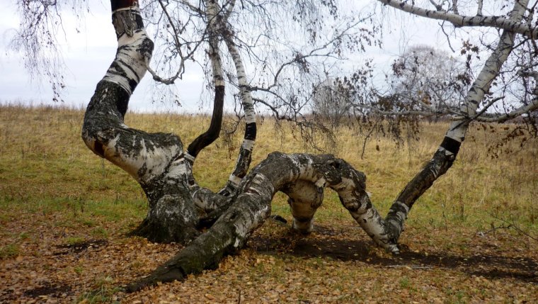 Берёза кривая