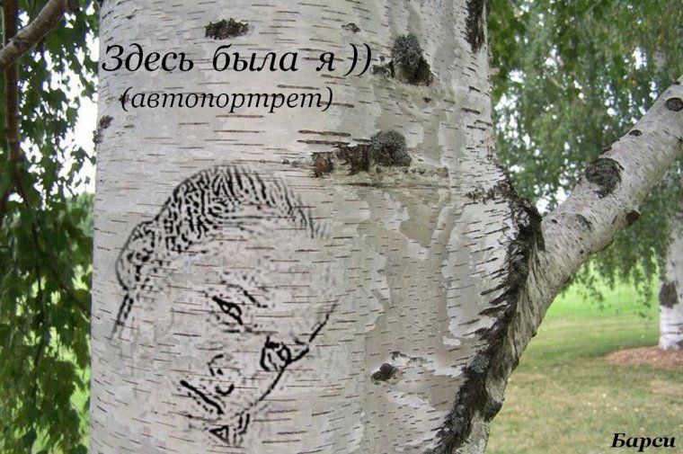 Необычные березы