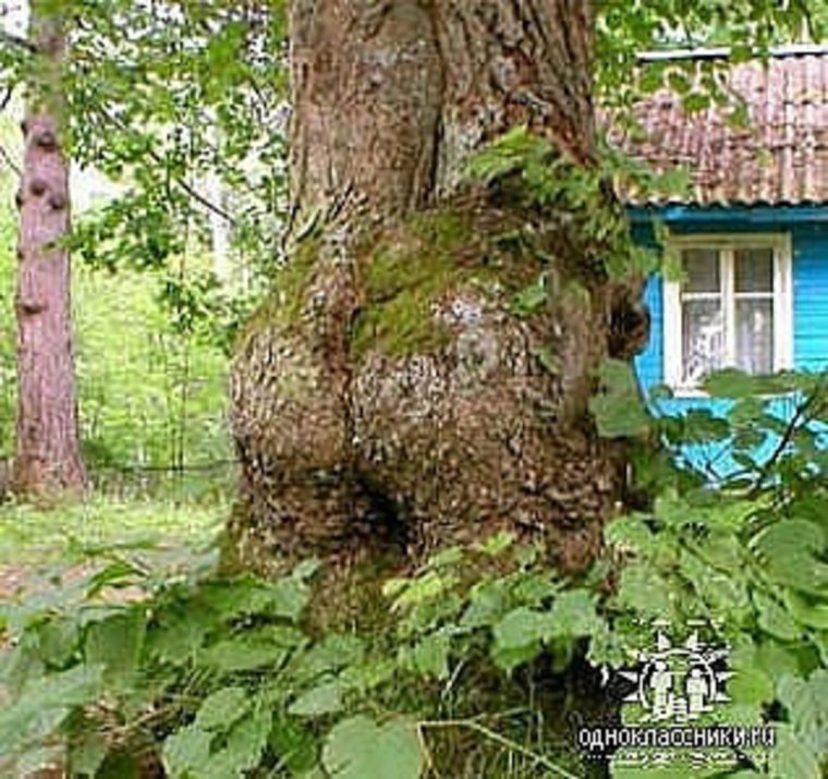 Злая береза