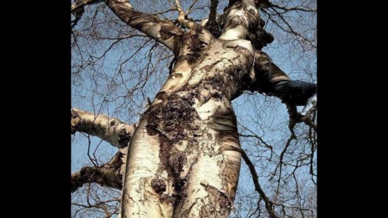 Береза прикол