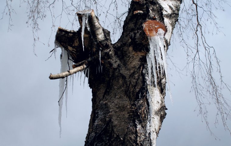 Раненая береза