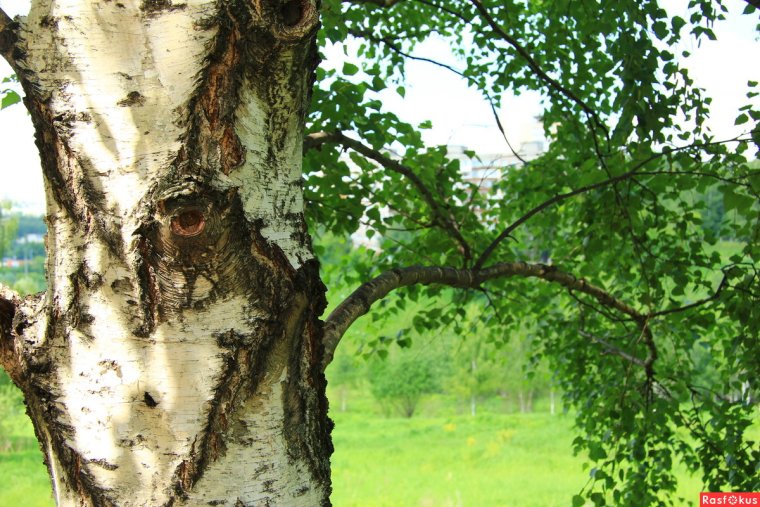 Большая Старая береза