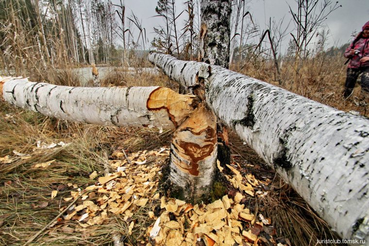 Дерево поваленное бобром