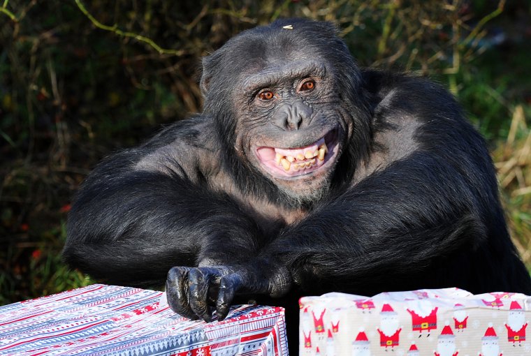 Смешные картинки про начальника