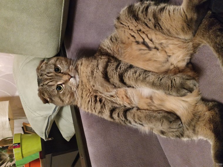 Кот босс фото