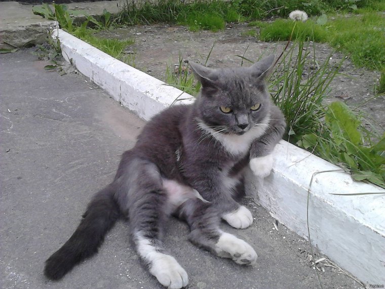 Сфоткай меня типа я