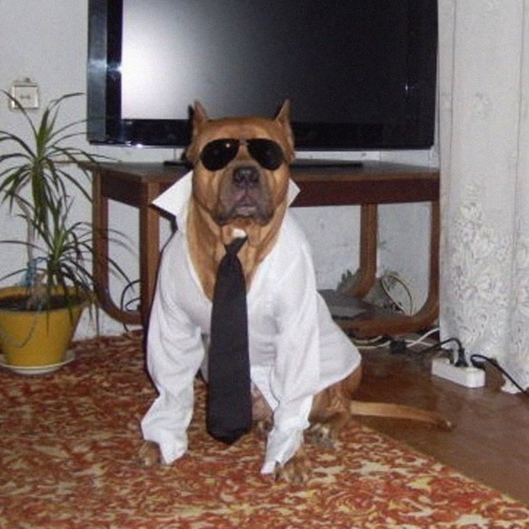 Собака босс