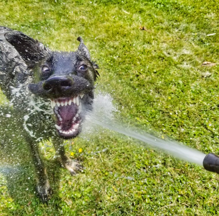 Удачные кадры с животными